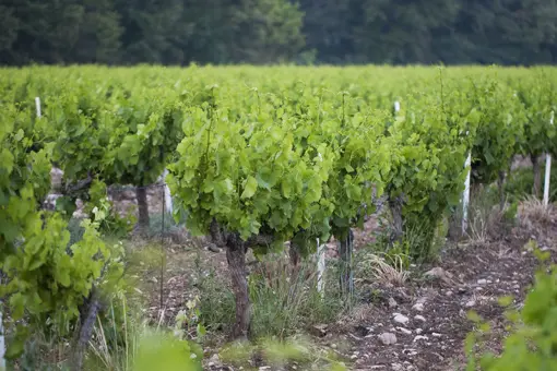 “Nous oeuvrons pour que la Nature s'exprime dans ce qu’elle a de meilleur”.
