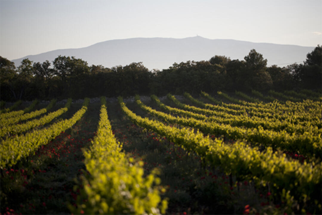 LES VIGNERONS DE CLAUVALLIS AIMENT LEUR TERROIR