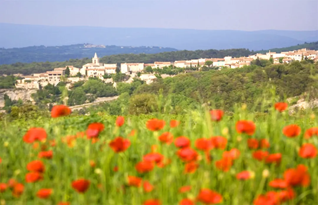 BALADES DE TERROIR ENTRE VENASQUE ET MALEMORT DU COMTAT